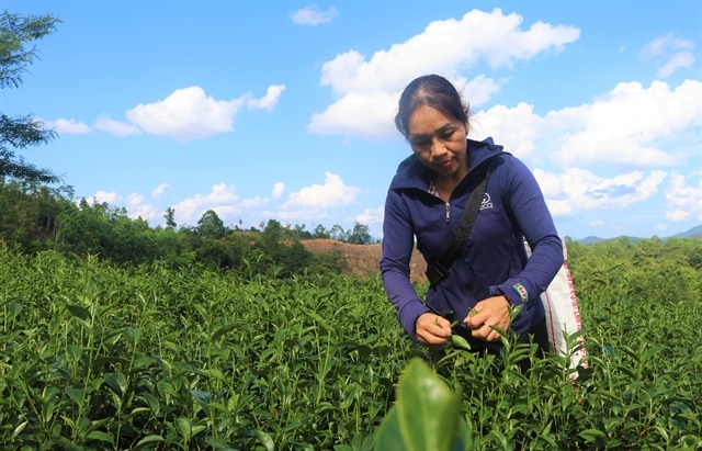 Plenty of room for Vietnamese tea exports to the UK